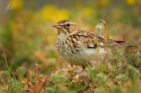 Skrivan lesni - Lullula arborea - Wood Lark 7981
